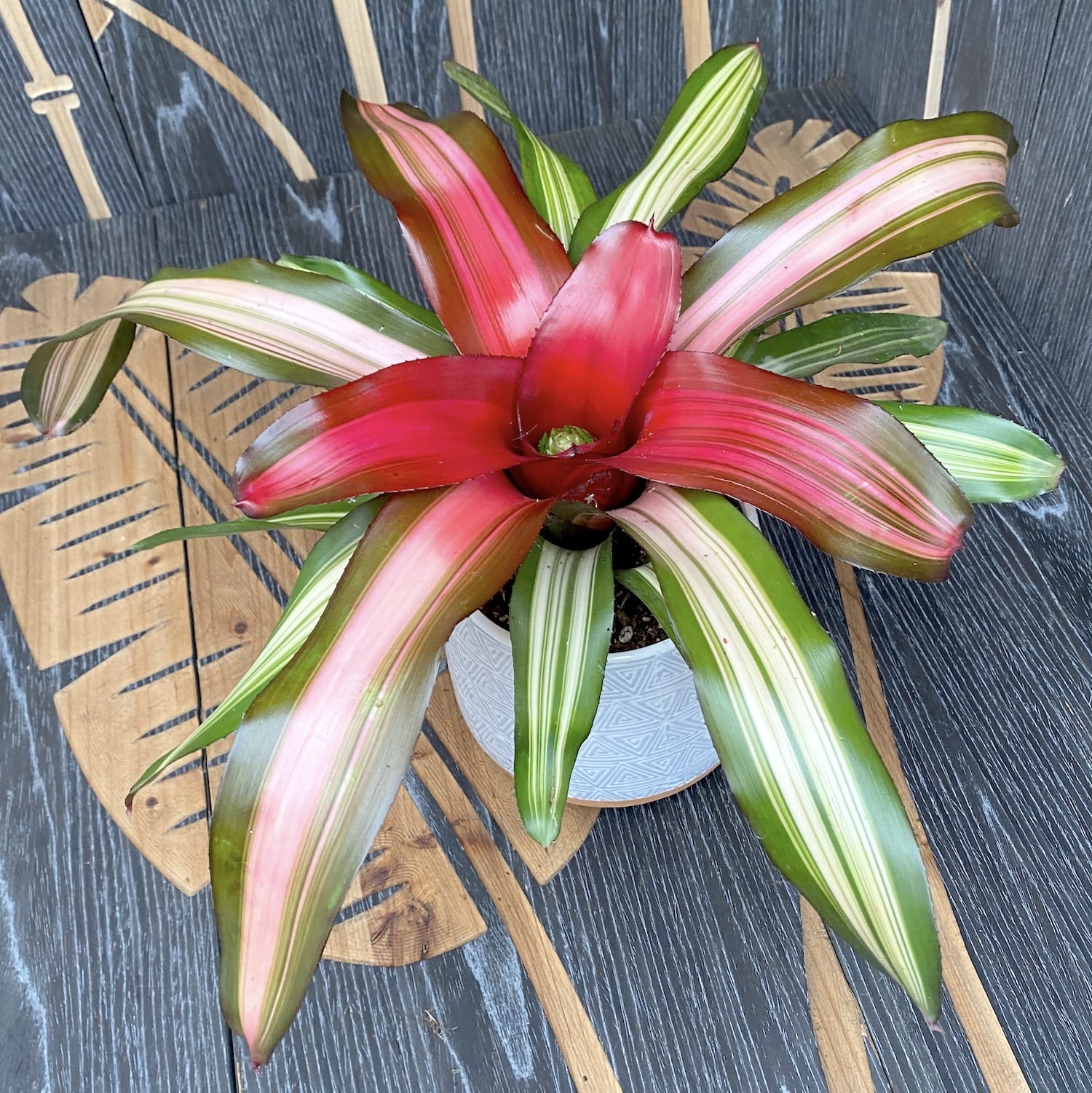 Neoregelia 'Fancy'