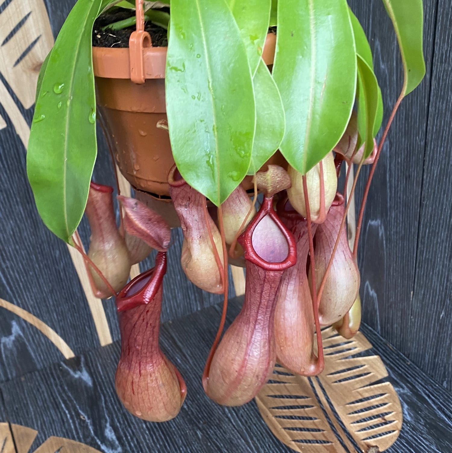 Nepenthes Alata - O planta carnivora spectaculoasa!