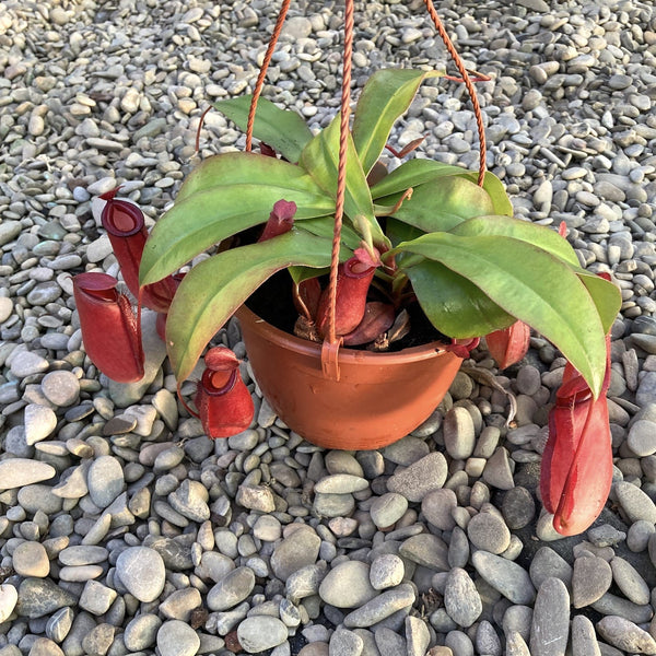 Nepenthes Bloody Mary XL - Eine spektakuläre fleischfressende Pflanze!