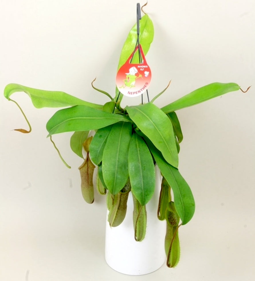 Planta carnivora Nepenthes 'Louisa'