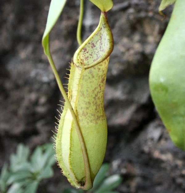 Carnivorous plant Nepenthes 'Louisa'