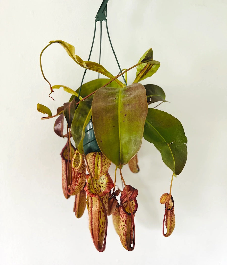 Planta carnivora Nepenthes 'Miranda'