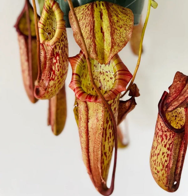 Fleischfressende Pflanze Nepenthes 'Miranda'