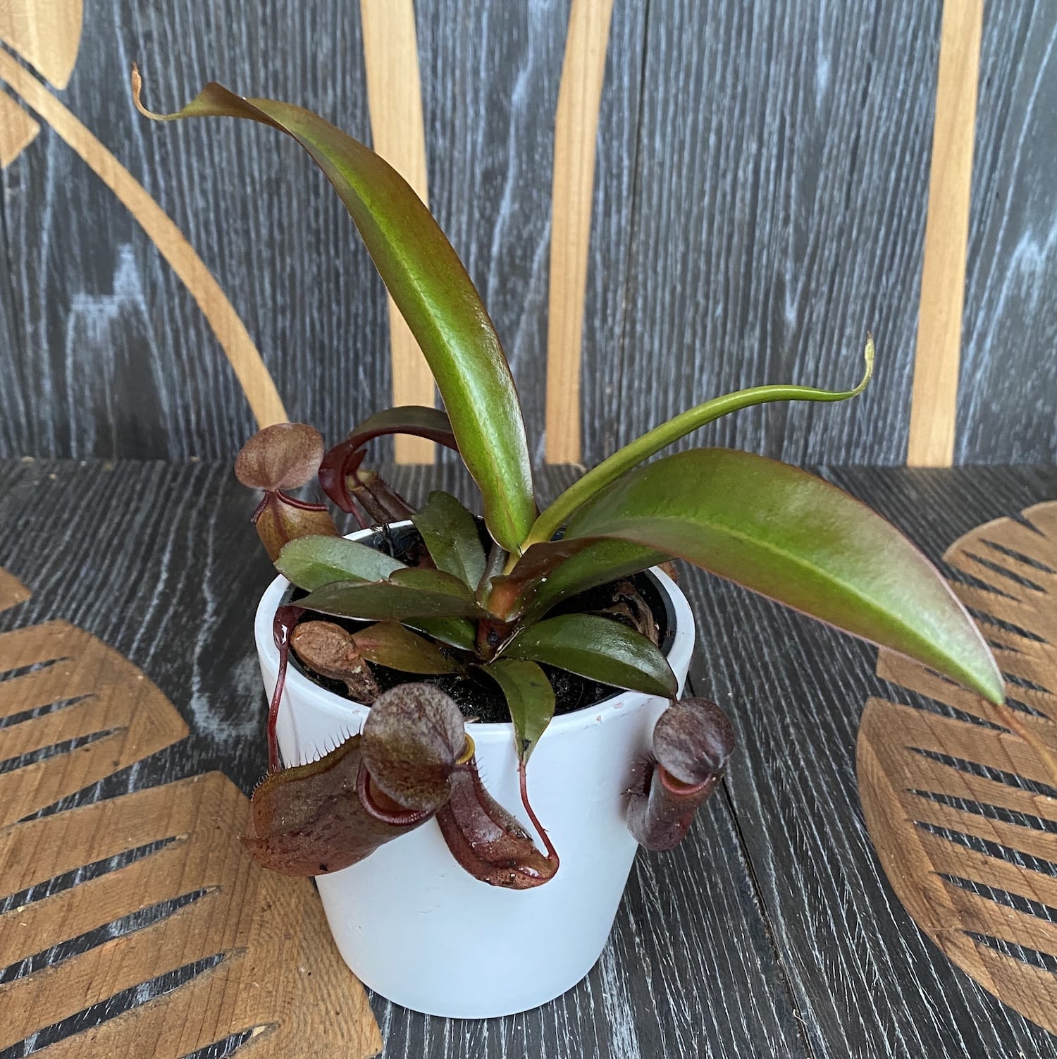 Nepenthes hibrid - planta carnivora