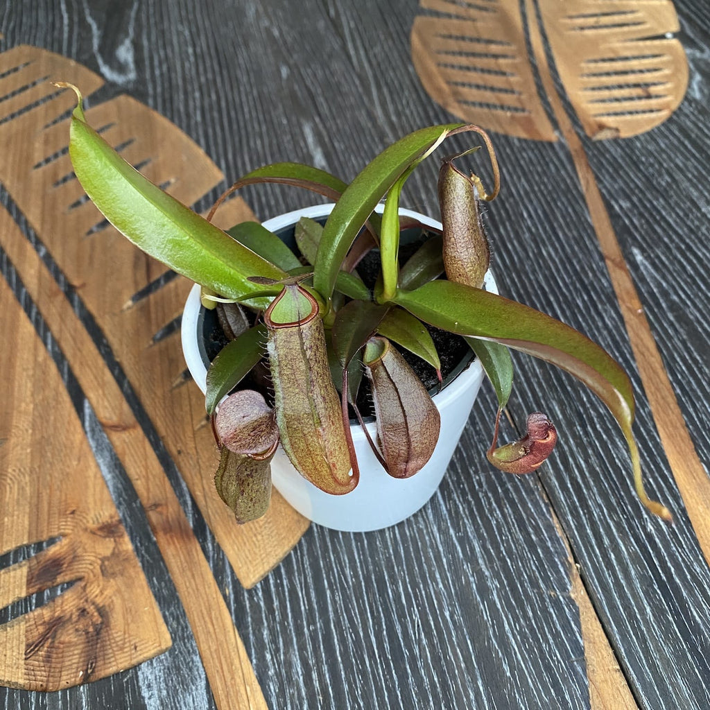 Непентес хибрид - месоядно растение