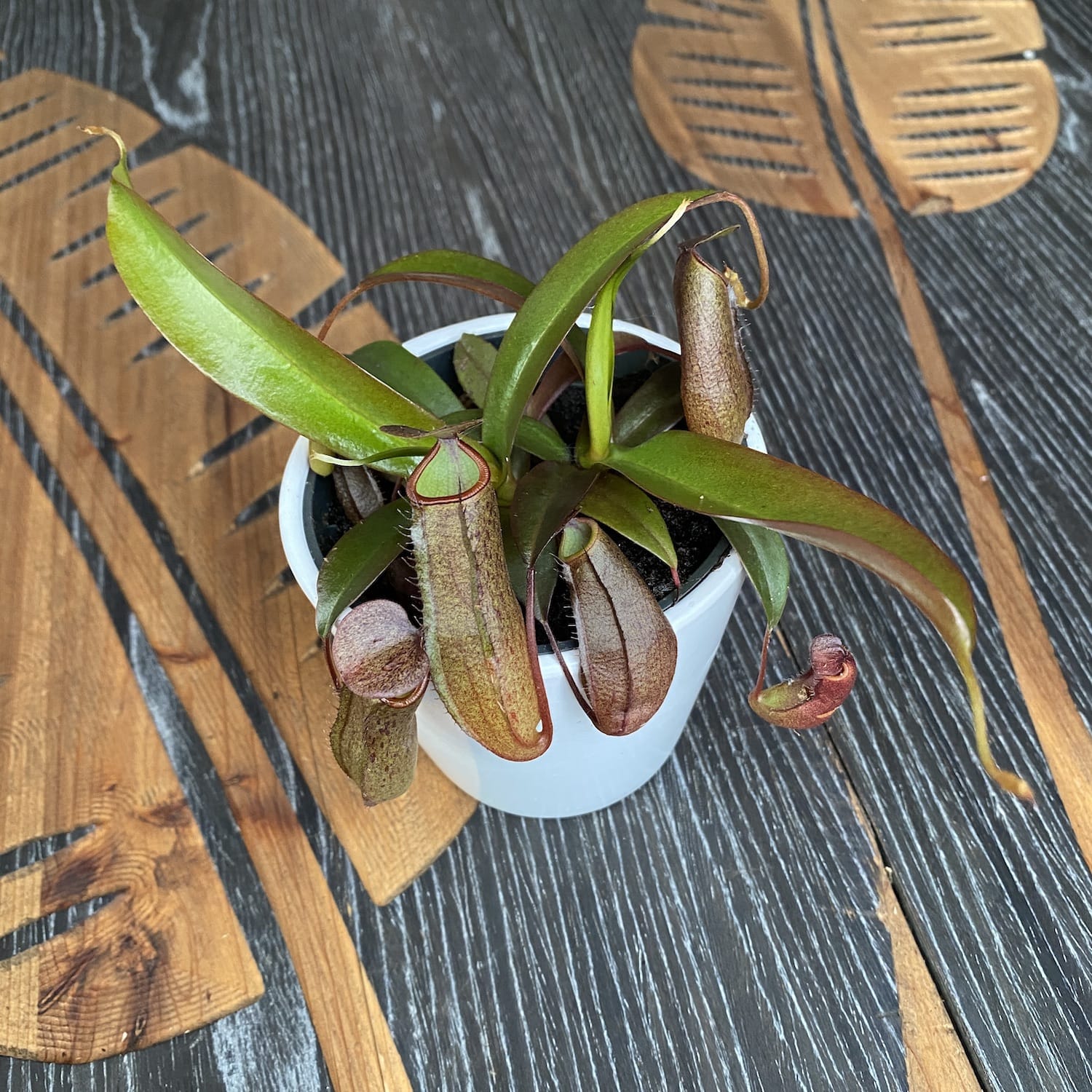 Nepenthes hibrid - planta carnivora