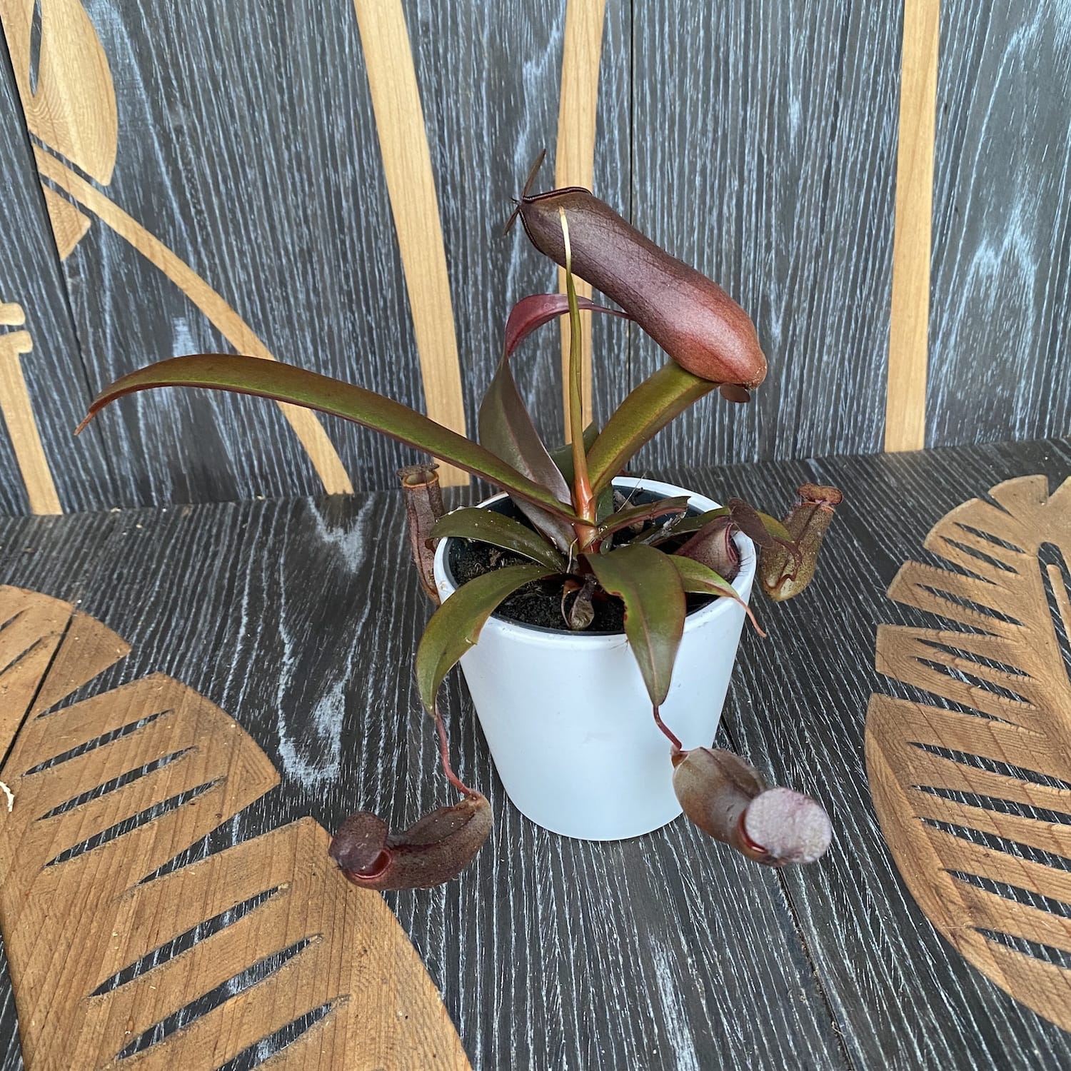 Nepenthes hibrid - planta carnivora