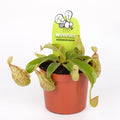 Nepenthes Hookeriana - A spectacular carnivorous plant!