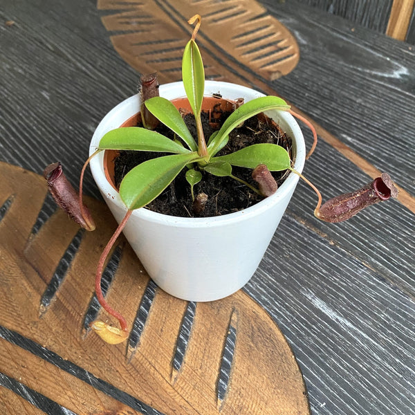 Nepenthes lowii x ventricosa - Eine spektakuläre fleischfressende Pflanze!
