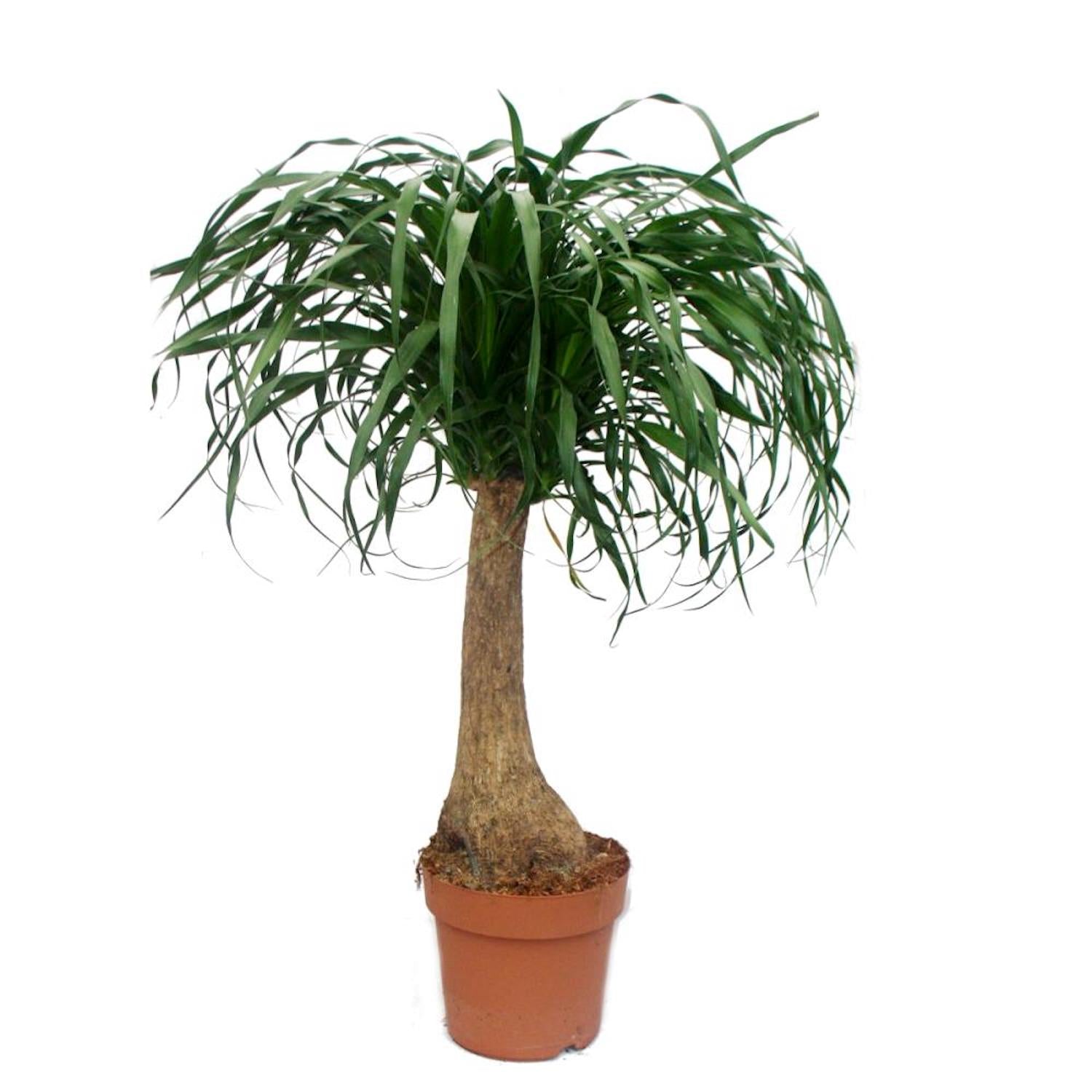 Nolina recurvata H85 cm (Picior de Elefant)