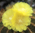 Notocactus magnificus (Eriocactus magnificus, Parodia magnifica)