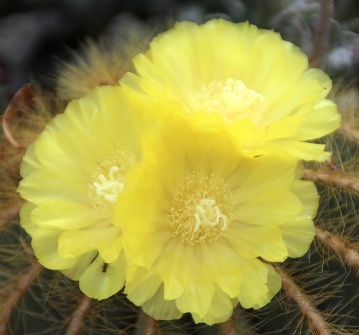 Notocactus magnificus (Eriocactus magnificus, Parodia magnifica)