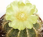 Notocactus magnificus (Eriocactus magnificus, Parodia magnifica)