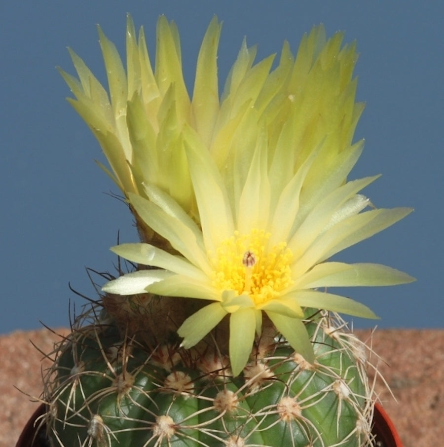 Notocactus uebelmannianus D10
