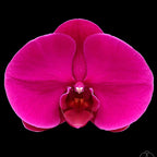 Phalaenopsis OX Shoe of Queen '1632'