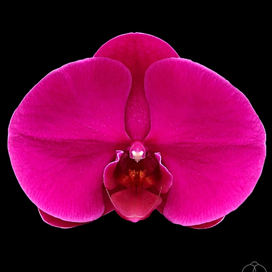 Phalaenopsis OX Shoe of Queen '1632'