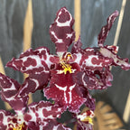 Odontioda Stirbic 'Favorite'