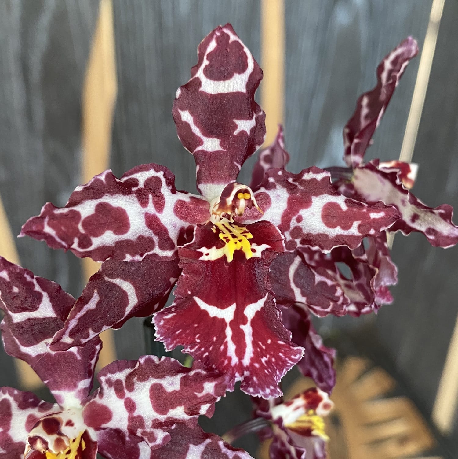 Odontioda Stirbic 'Favorite'