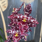 Odontioda Stirbic 'Favorite'