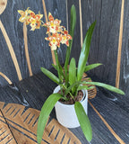 Odontocidium Tigrisfarok