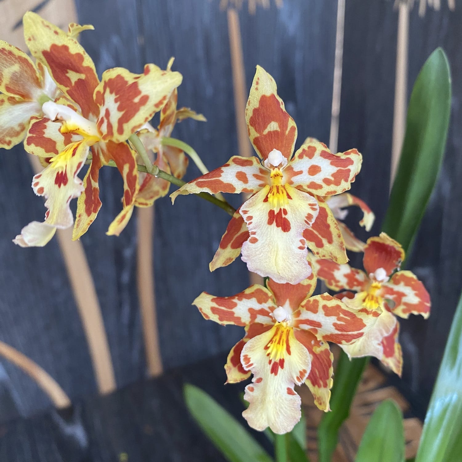 Odontocidium Tiger Tail