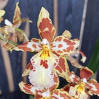 Odontocidium Tigrisfarok