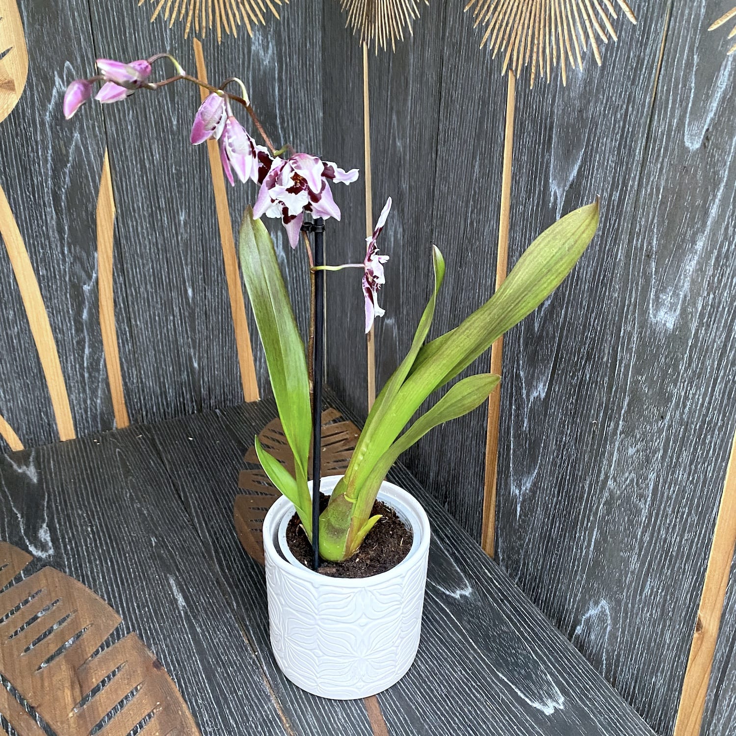 Odontoglossum Anne Claire - fragrant