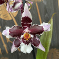 Odontoglossum Anne Claire - fragrant