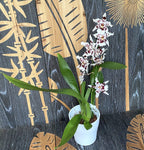 Odontoglossum Anne Claire - fragrant