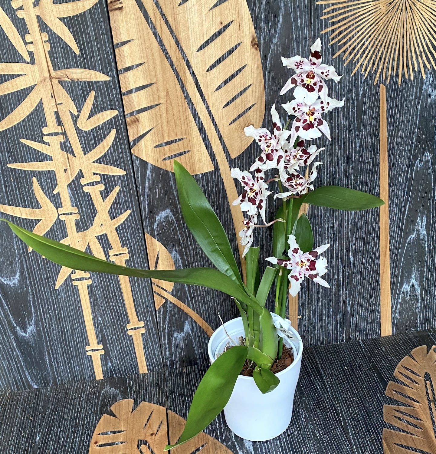 Odontoglossum Anne Claire - fragrant