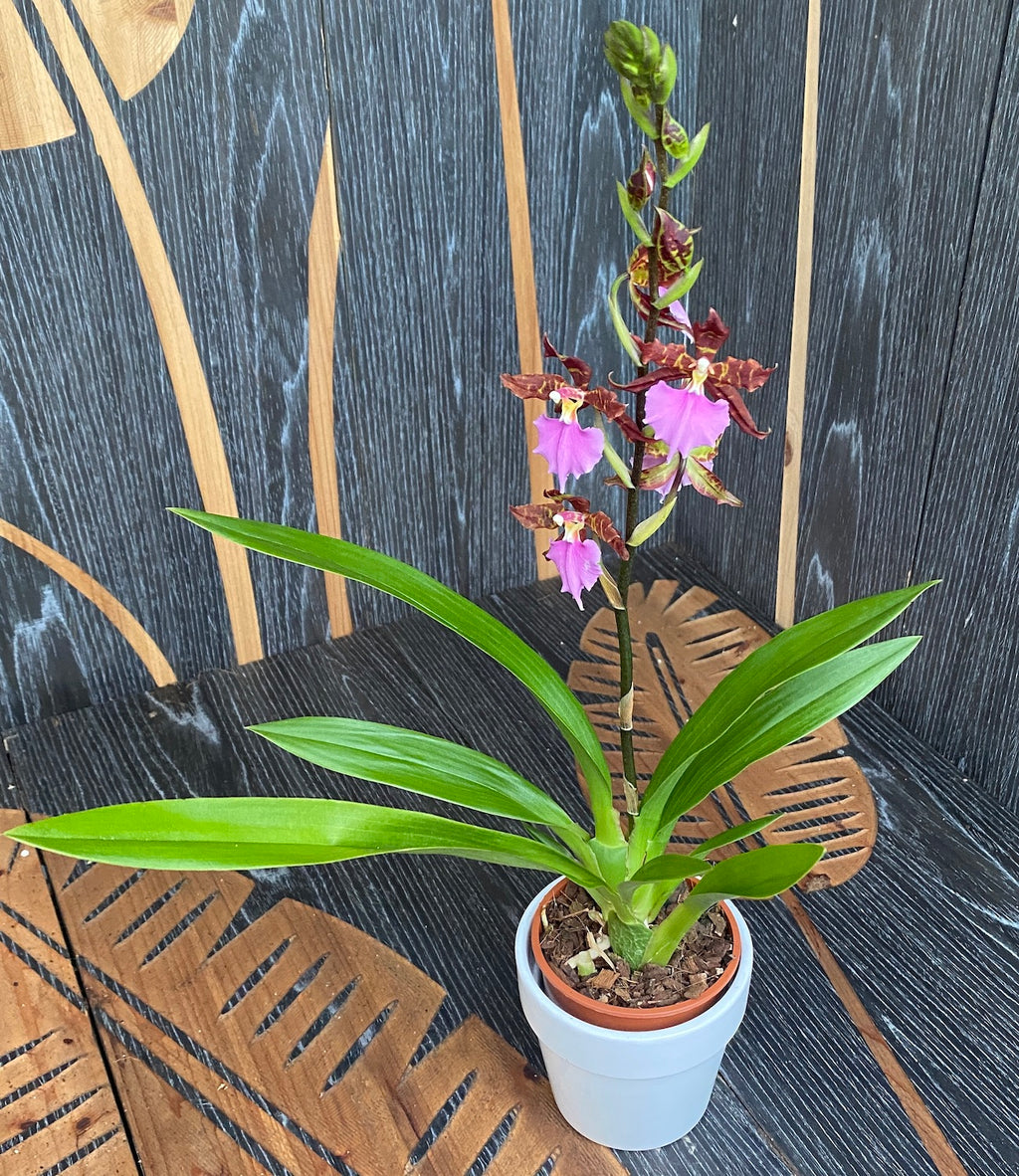 Odontoglossum Violetta von Holm