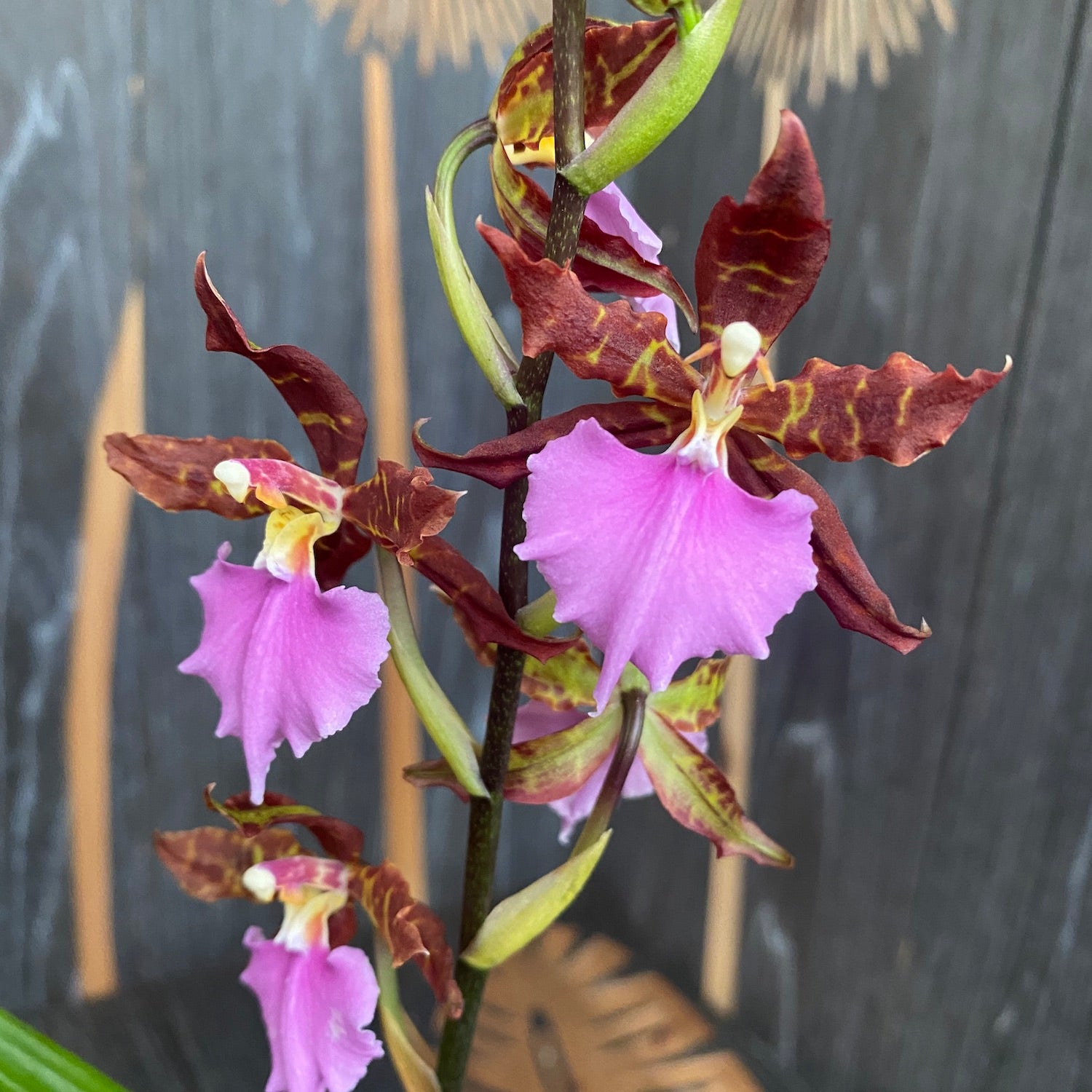 Odontoglossum Violetta von Holm