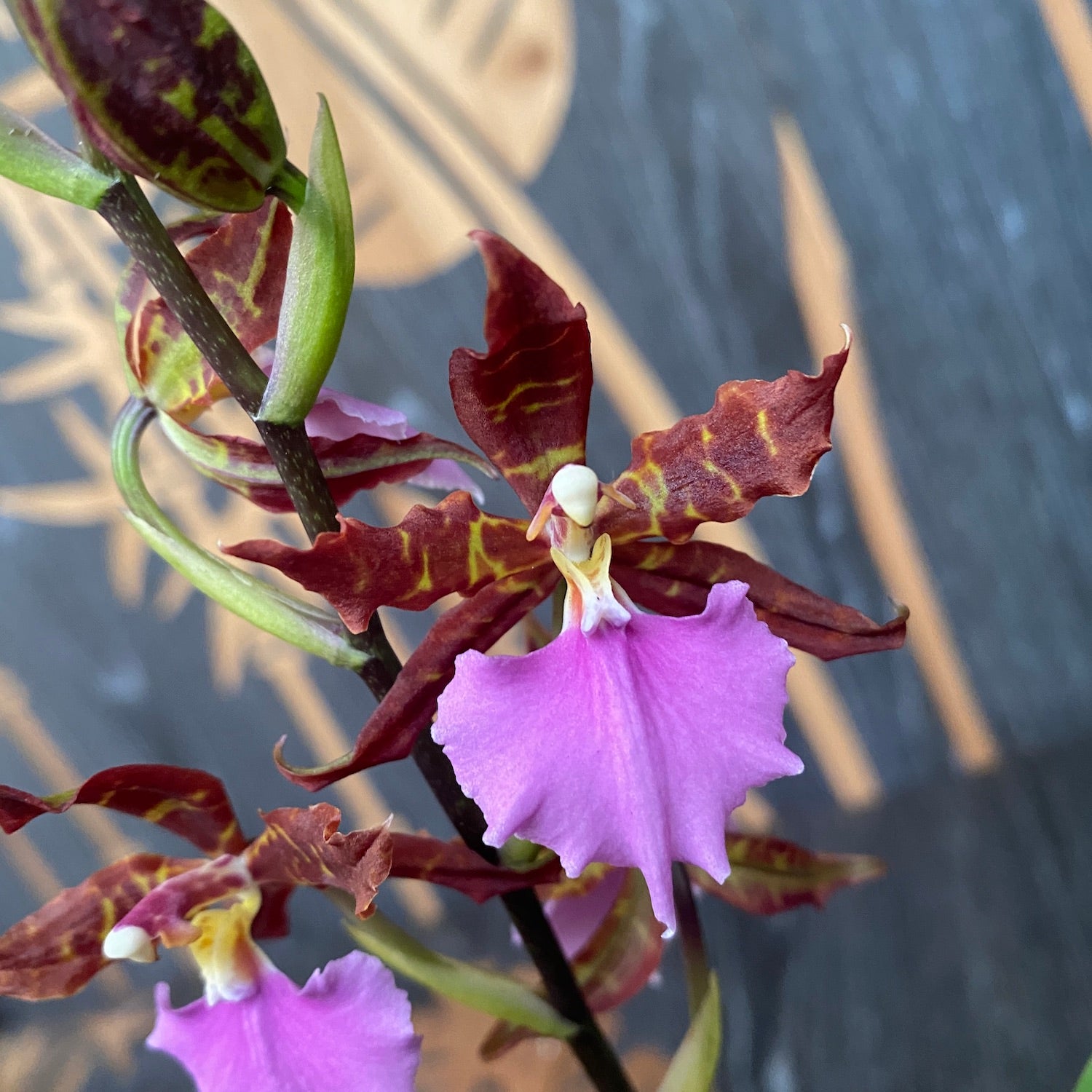 Odontoglossum Violetta von Holm