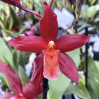 Odontoglossum 'Jumping Jack'