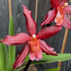 Odontoglossum 'Jumping Jack'