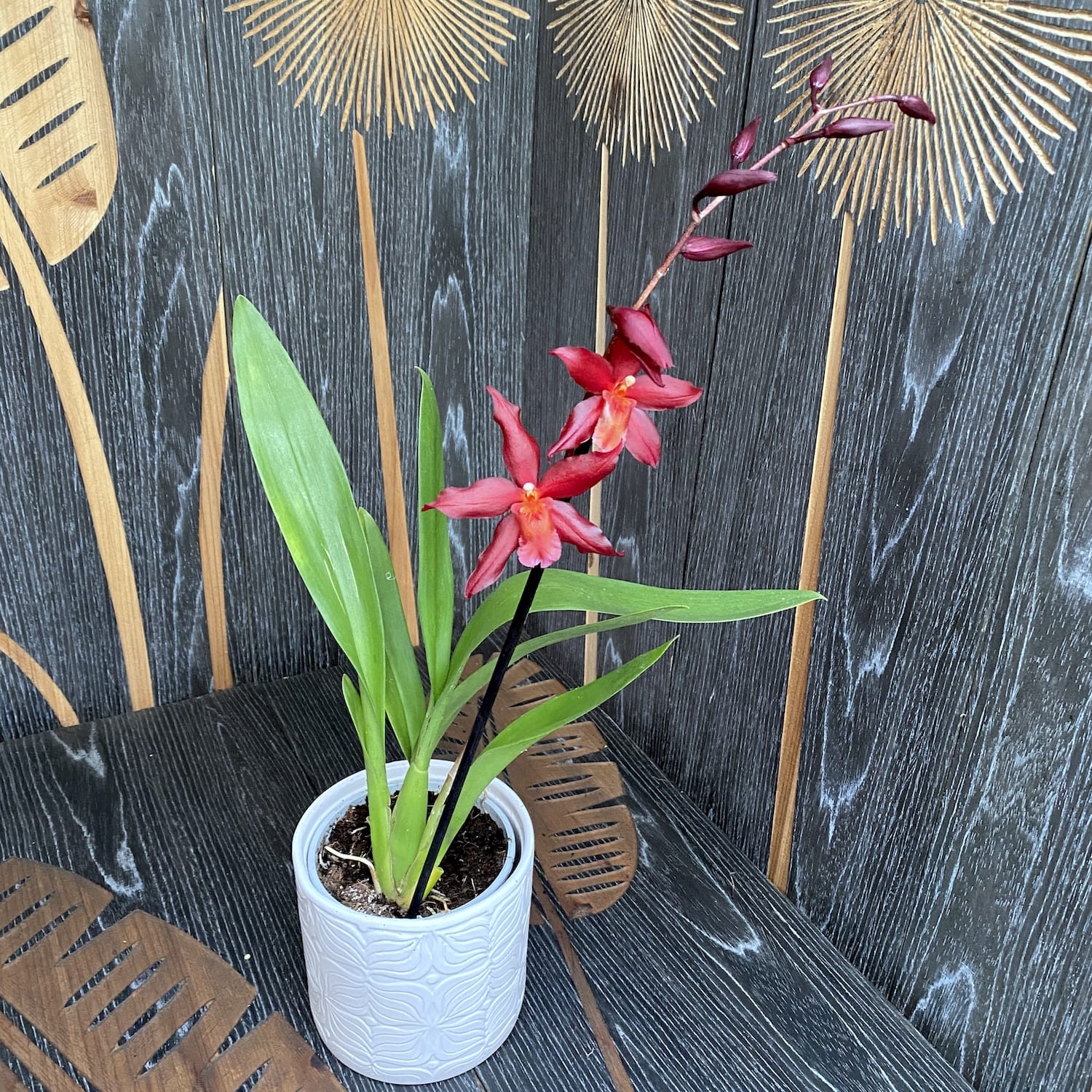 Odontoglossum 'Jumping Jack'