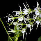 Oeoniella (Angraecum) polystachys