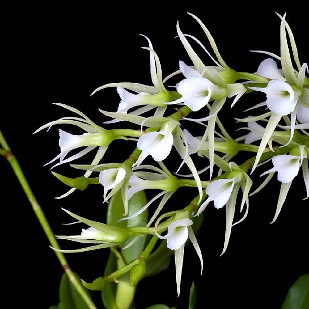 Oeoniella (Angraecum) polystachys