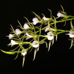 Oeoniella (Angraecum) polystachys