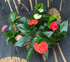 Anthurium mix (floarea flamingo)