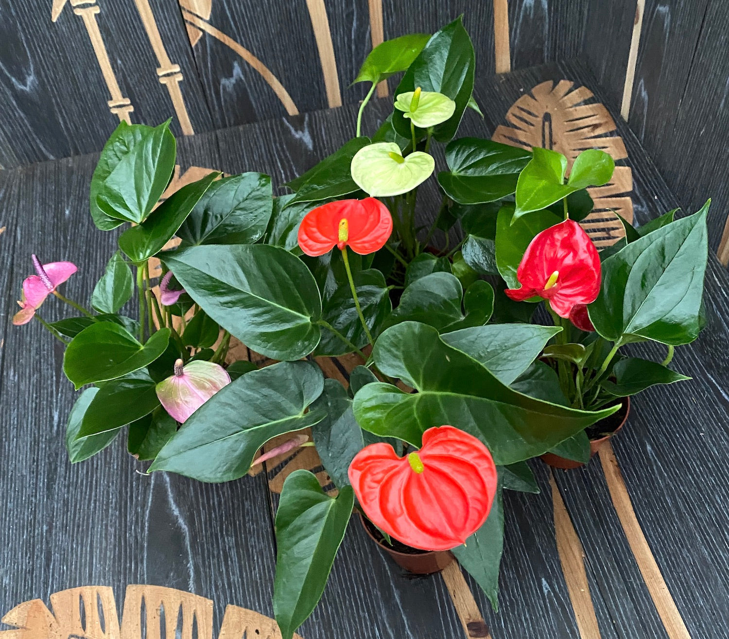 Anthurium mix (floarea flamingo)