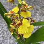 Oncidesa Goldiana 'Goldener Regen'