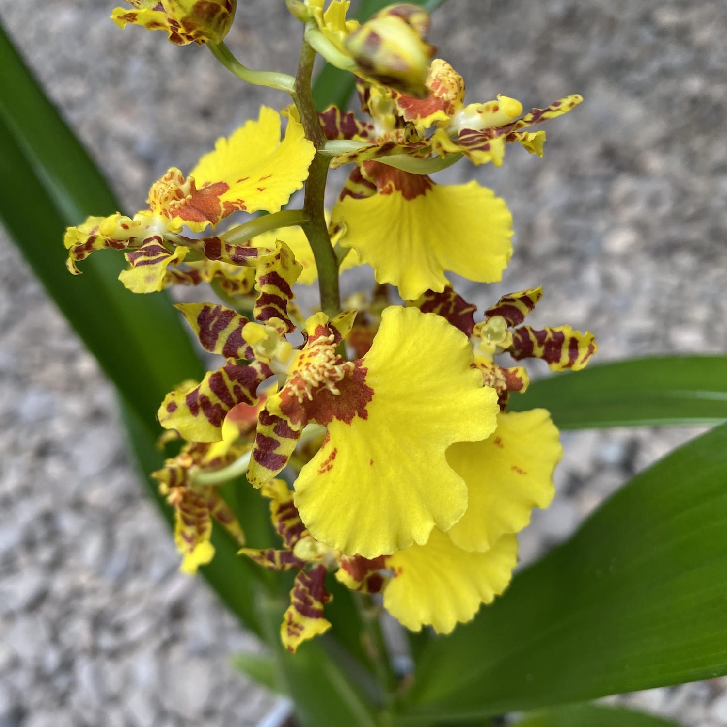 Oncidesa Goldiana 'Goldener Regen'