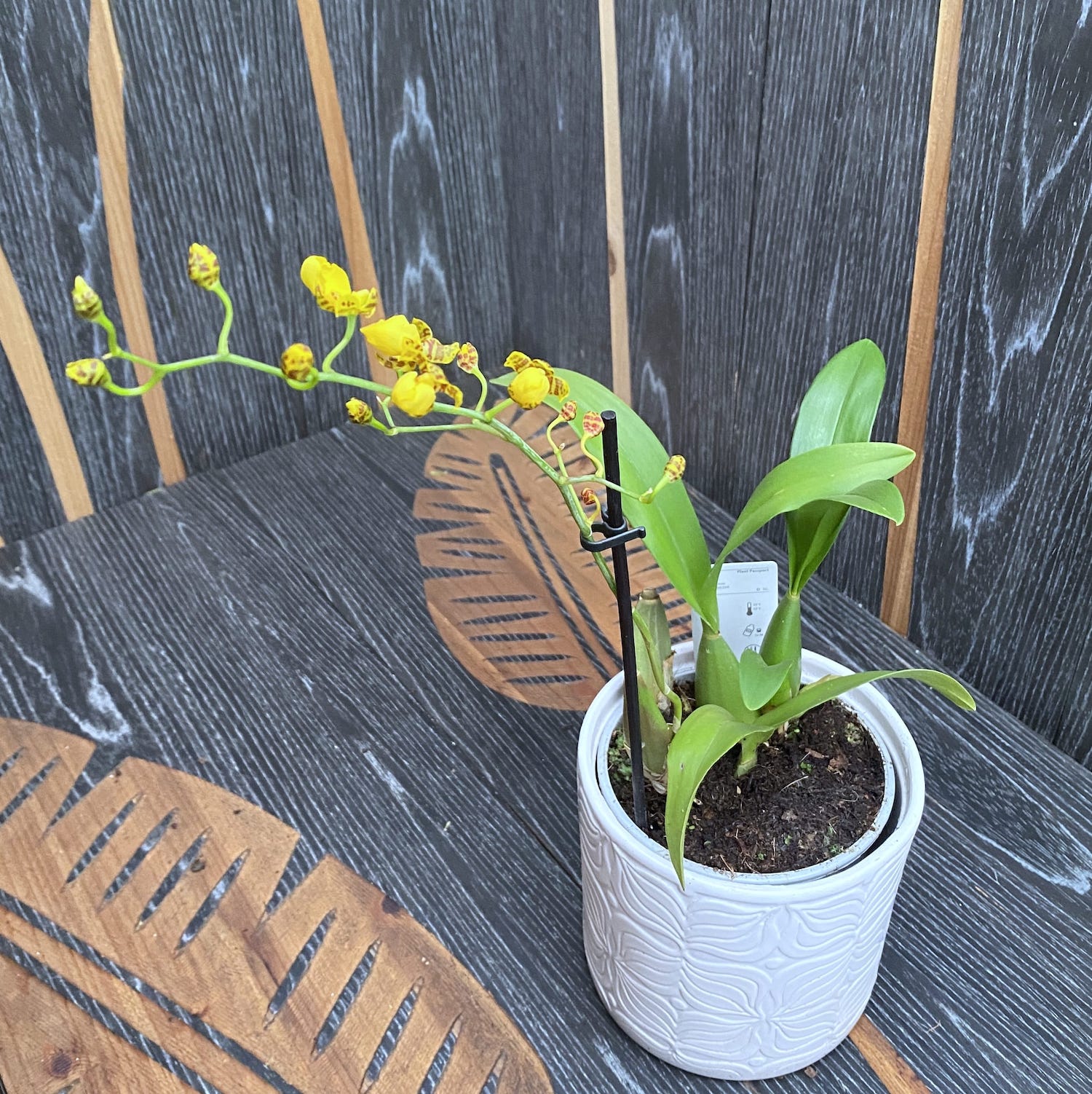 Oncidesa Goldiana 'Goldener Regen'