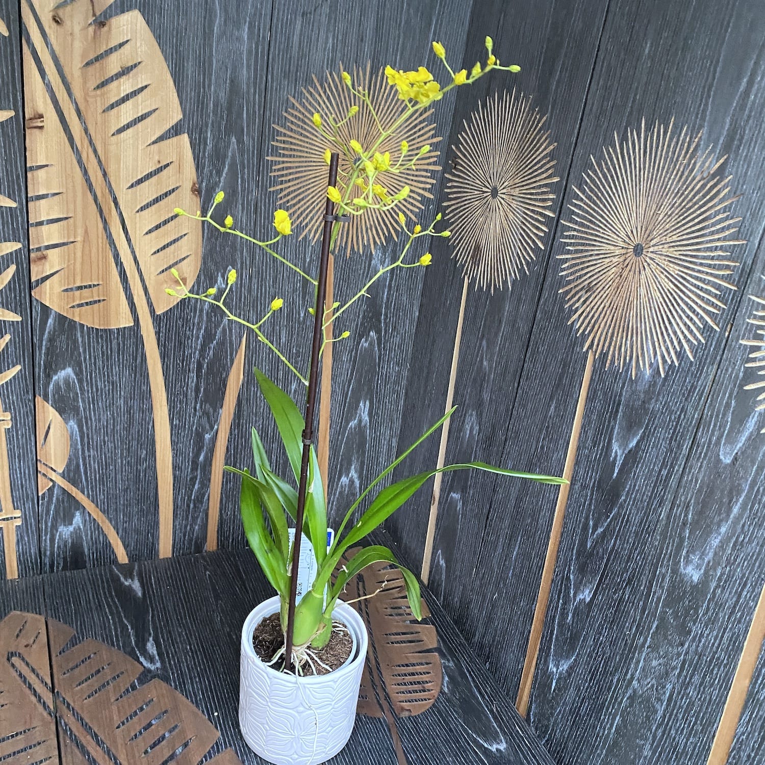 Oncidium Lemon Heart (Táncoló Hölgy Orchidea)