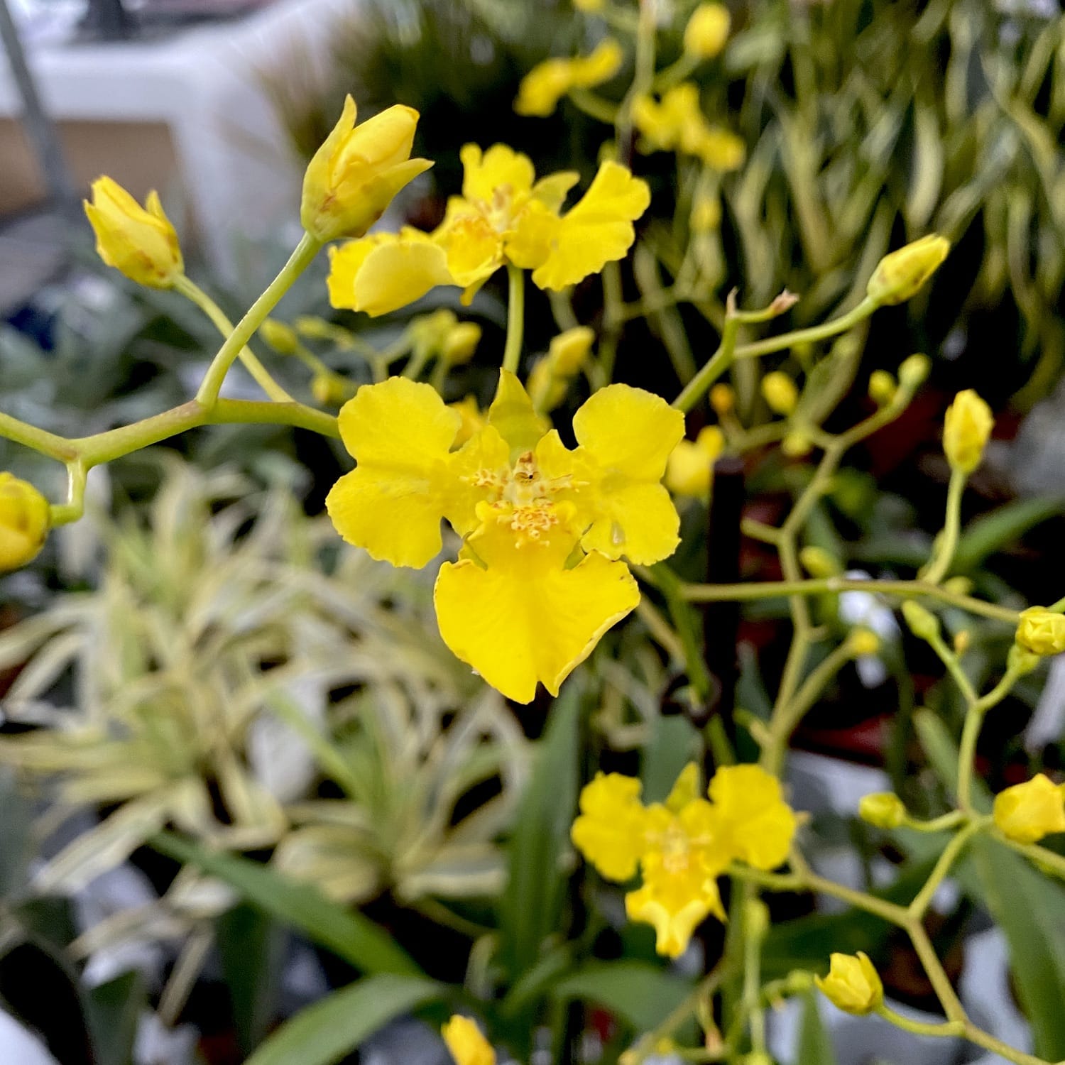 Oncidium Lemon Heart (Táncoló Hölgy Orchidea)