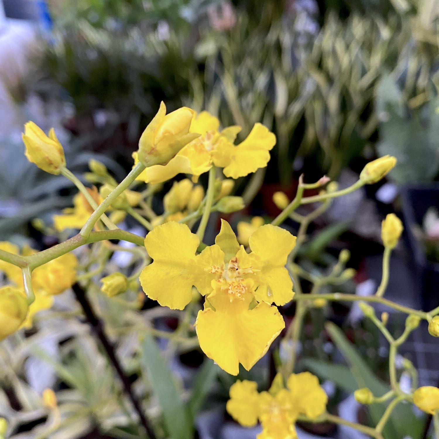 Oncidium Lemon Heart (Táncoló Hölgy Orchidea)
