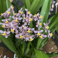 Oncidium Ornithorhynchum (aroma de vainilla) - ejemplares abundantes