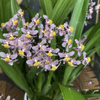 Oncidium Ornithorhynchum (aroma de vainilla) - ejemplares abundantes