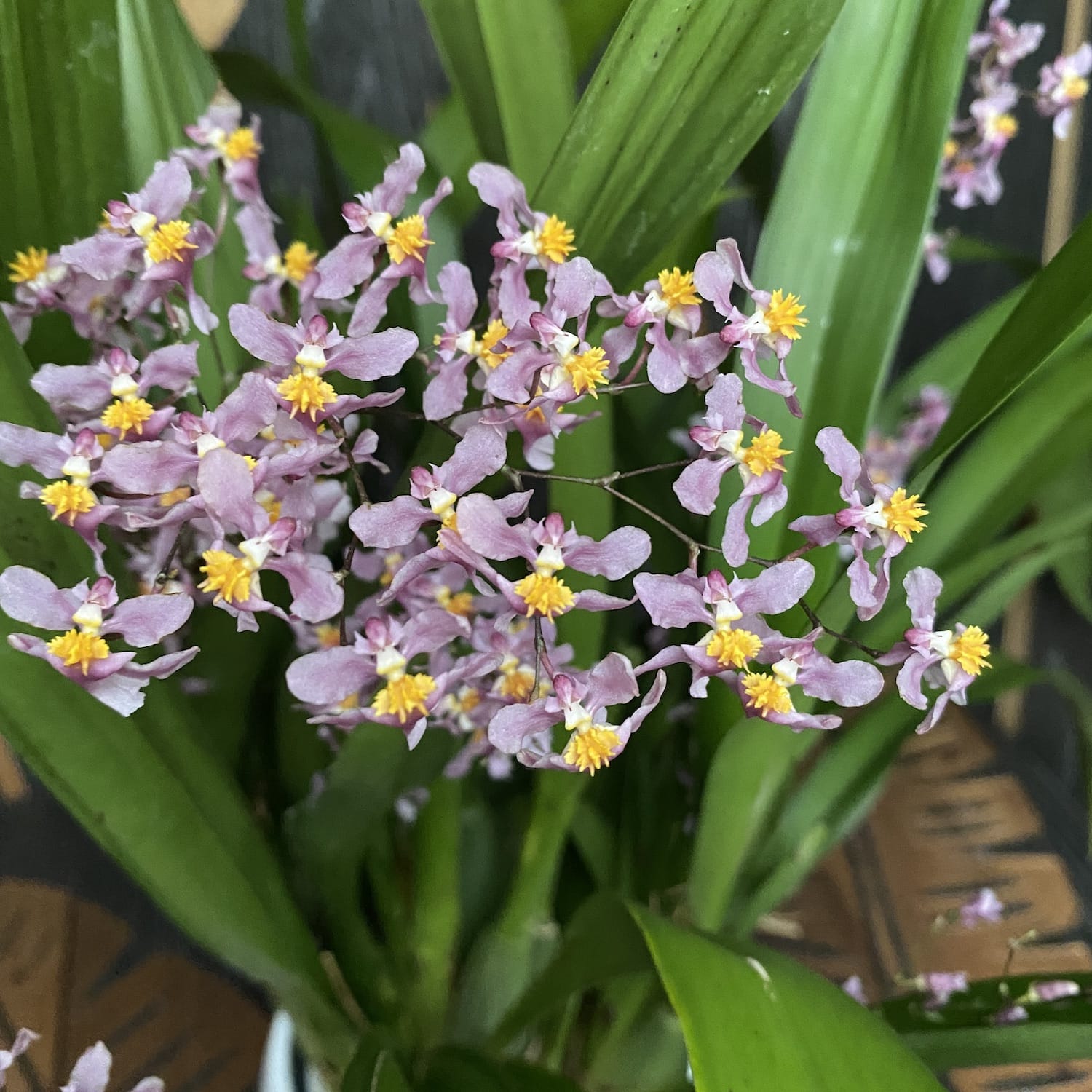 Oncidium Ornithorhynchum (Vanilleduft) - üppige Exemplare